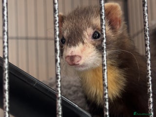 Ferret rodents - Advert 10