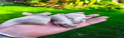 Mouse rodents for sale: Beautiful female mice in many colours  - Advert 7