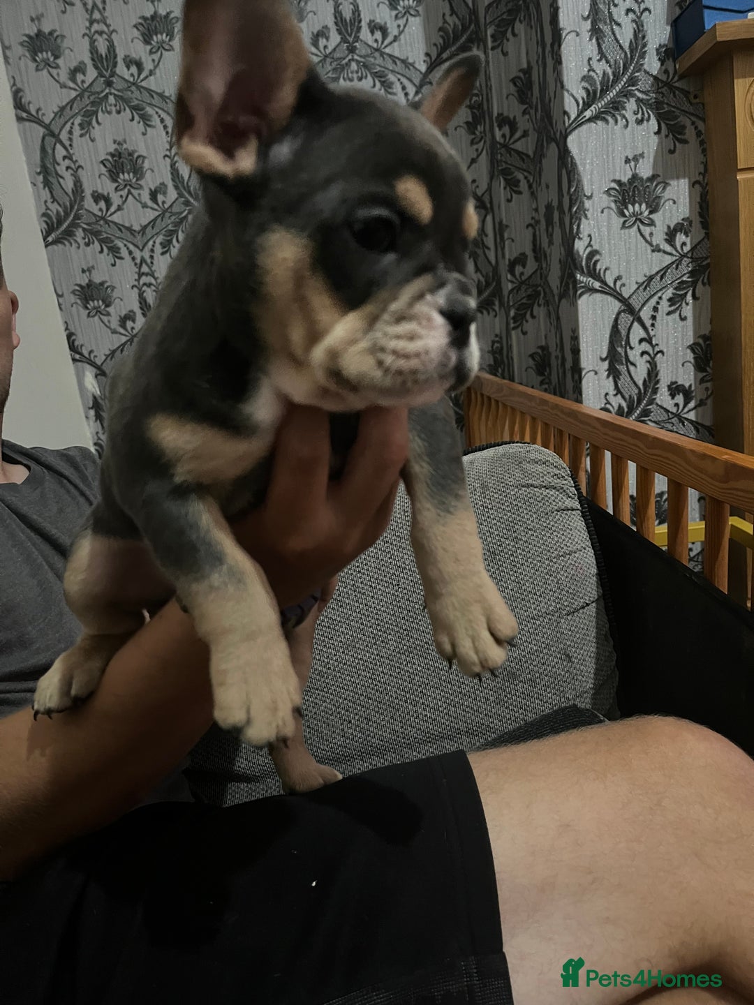 Mixed Breed dogs for sale: Beautiful female puppy ready today  - Image 23