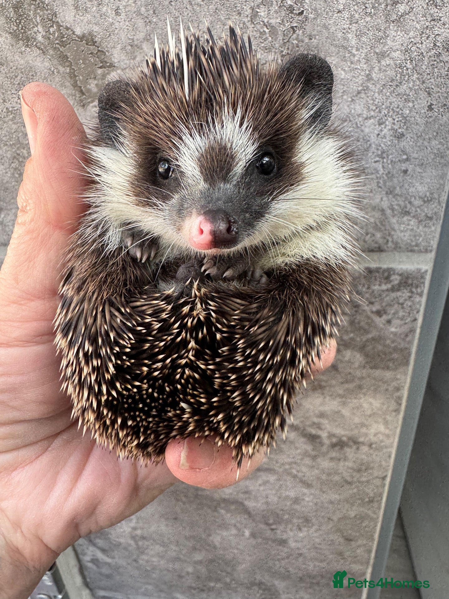 Pygmy Hedgehog rodents Baby hoglets ready now! Very friendly  - Advert 1