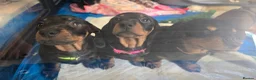 Dachshund dogs for sale: KC Standard Long Haired & Smooth Dachshund Puppies - Advert 6