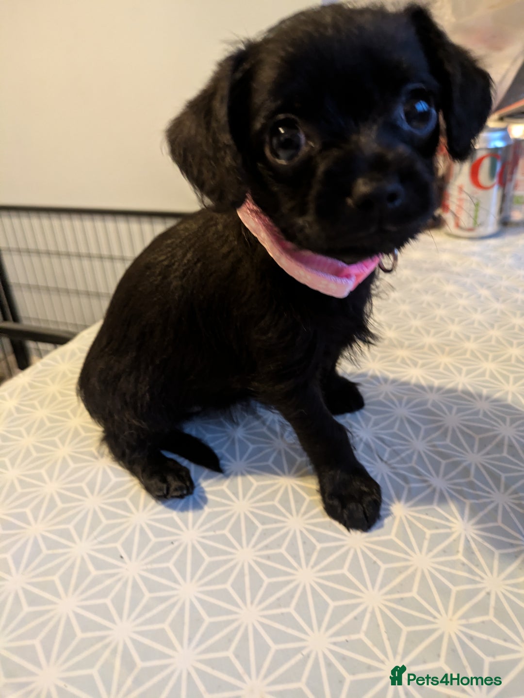 Chipoo dogs for sale: Non shed, health tested  chipoo girl - Advert 26