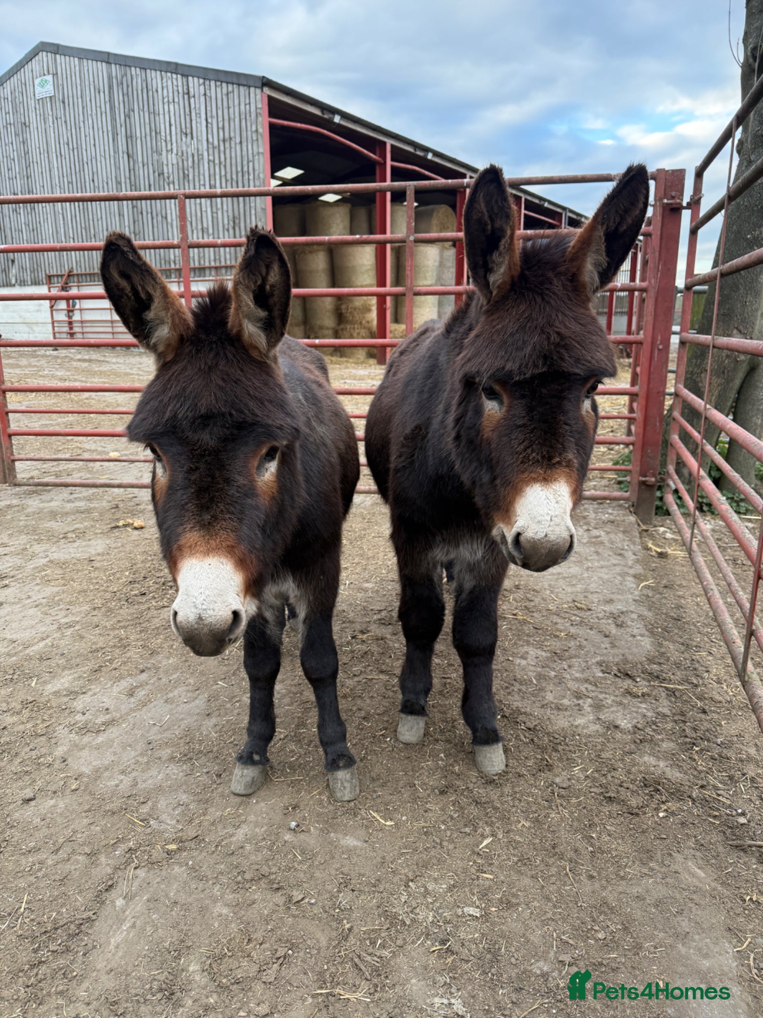 Donkey livestock Two donkey brothers!  - Advert 8