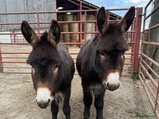 Donkey livestock Two donkey brothers! - Advert 8