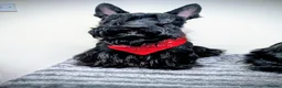 Scottish Terrier dogs for sale: Scottish terrier puppies  - Advert 7