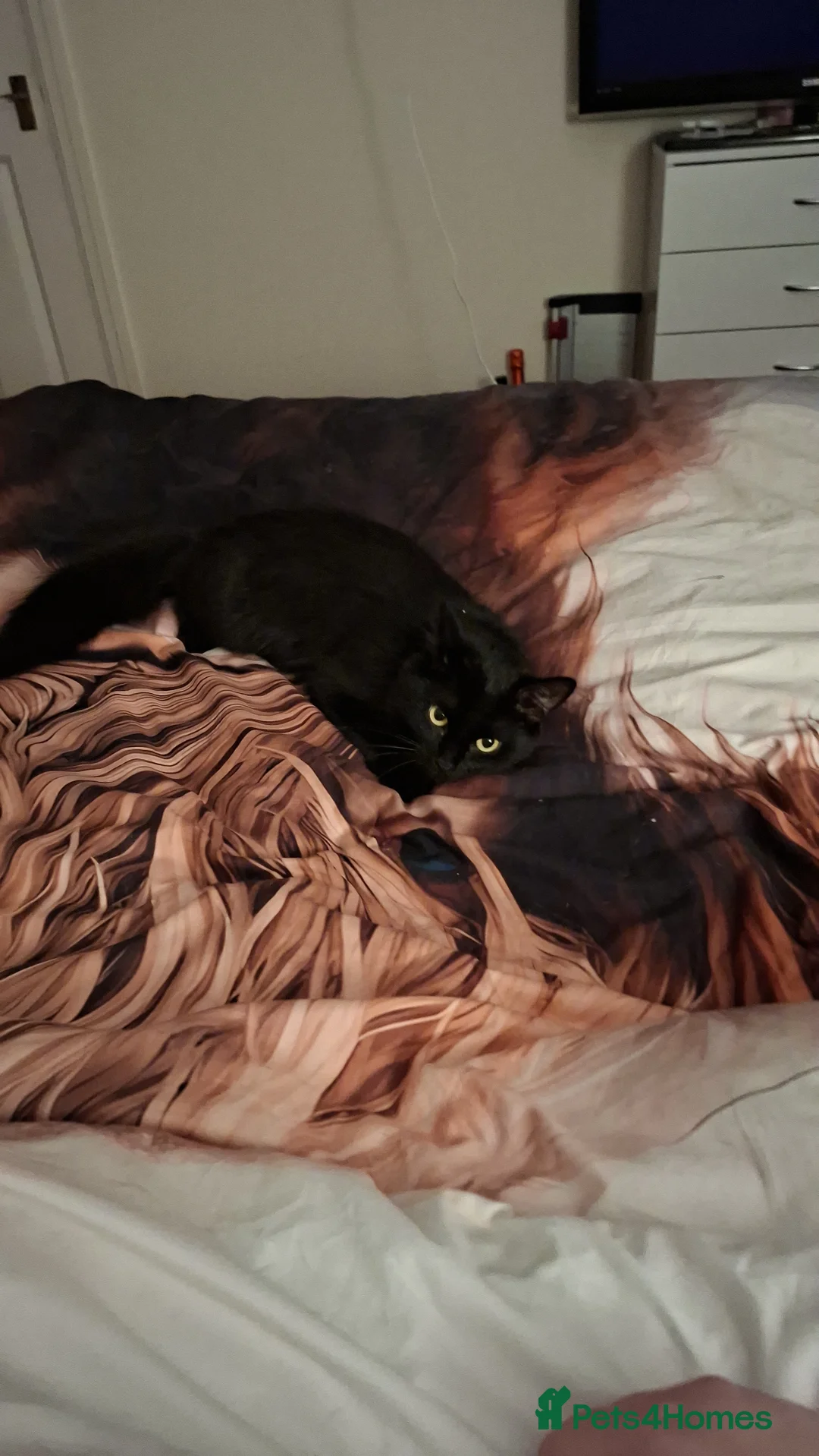 British Longhair cats for sale: Nova  - Advert 3