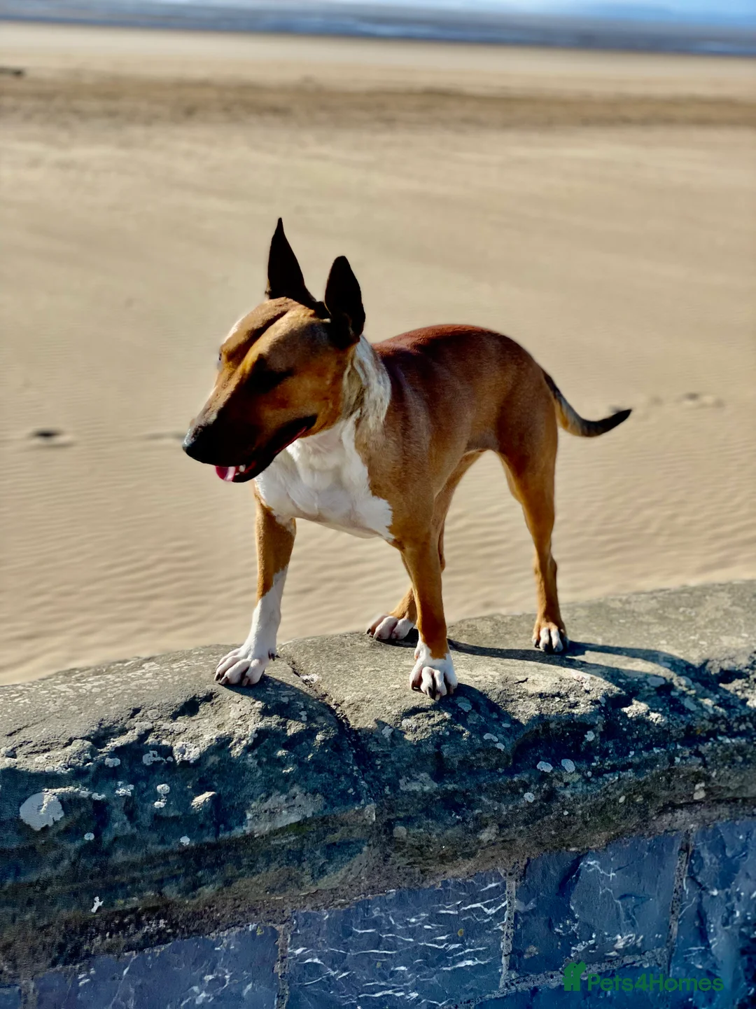 Bull Terrier dogs for sale: Bull terrier  - Advert 2