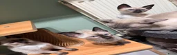 Siamese cats for sale: 6 affectionate traditional Siamese kittens ready - Advert 3