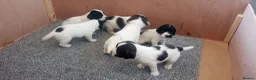 English Springer Spaniel dogs for sale: English springer spaniel pups  - Advert 31