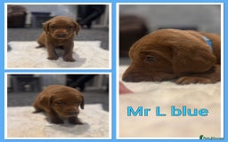 Labrador Retriever dogs for sale: KC REGISTERED FOX RED LABRADOR PUPPY  - Image 24