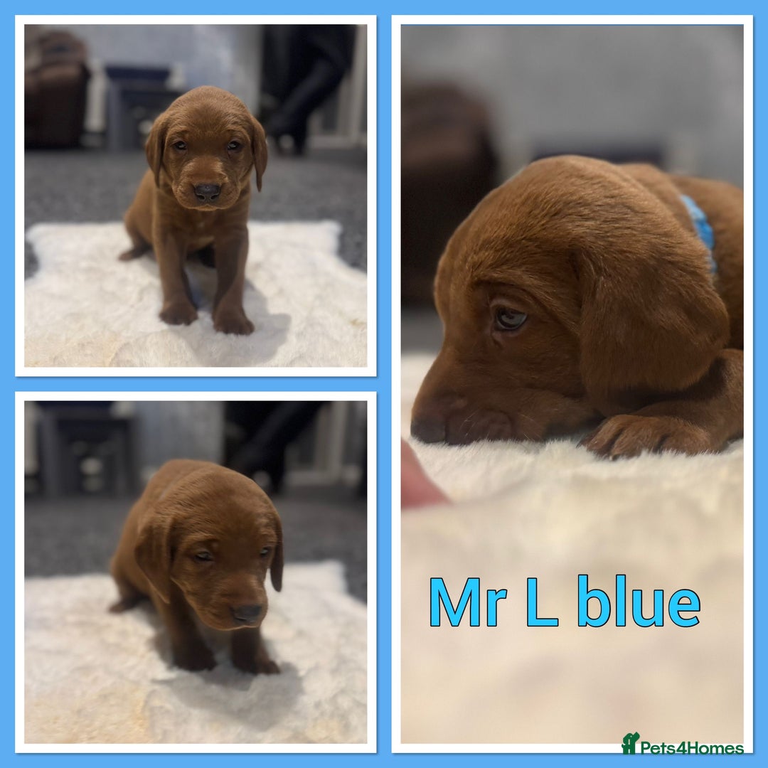 Labrador Retriever dogs for sale: KC REGISTERED FOX RED LABRADOR PUPPY  - Image 24