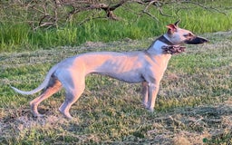 Whippet dogs for sale: Beautiful KC Whippet pups 5 boys - Image 31