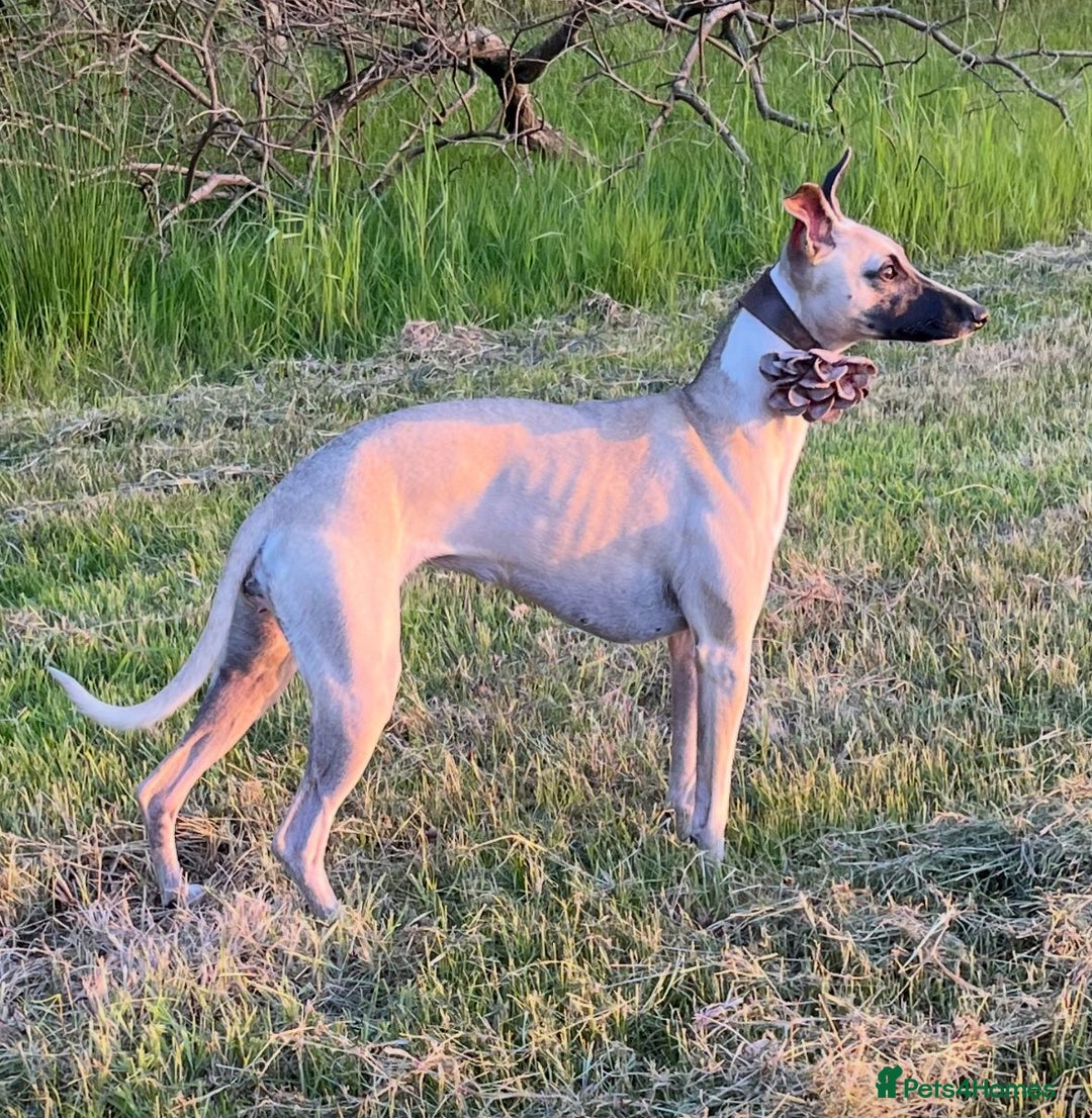 Whippet dogs for sale: Beautiful KC Whippet pups 5 boys - Image 31