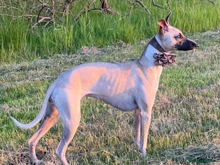 Whippet dogs - Advert 3