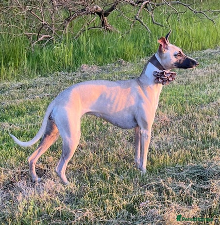 Whippet dogs - Advert 1
