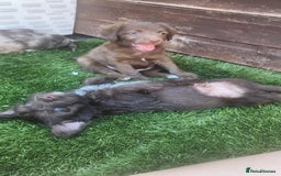 Jackapoo dogs for sale: 🐶 Rare-Coloured Jackapoo Puppies  - Image 3