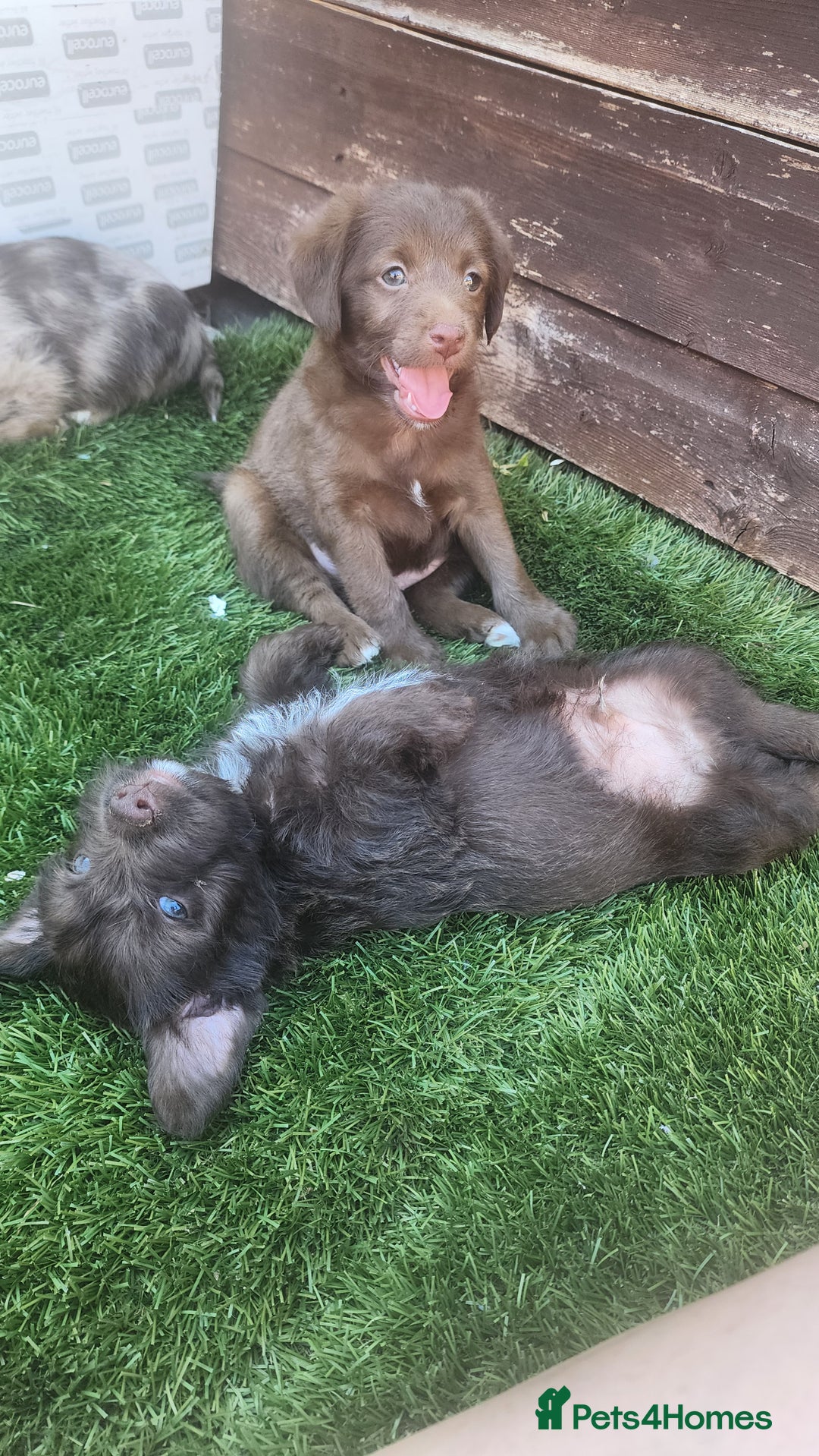 Jackapoo dogs for sale: 🐶 Rare-Coloured Jackapoo Puppies  - Image 3