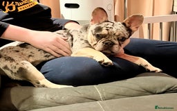French Bulldog dogs for sale: 9 month old male frenchie - Image 1