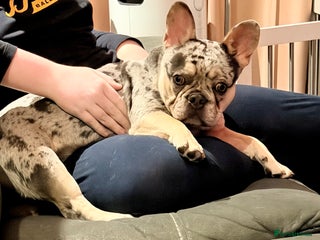 French Bulldog dogs - Advert 9