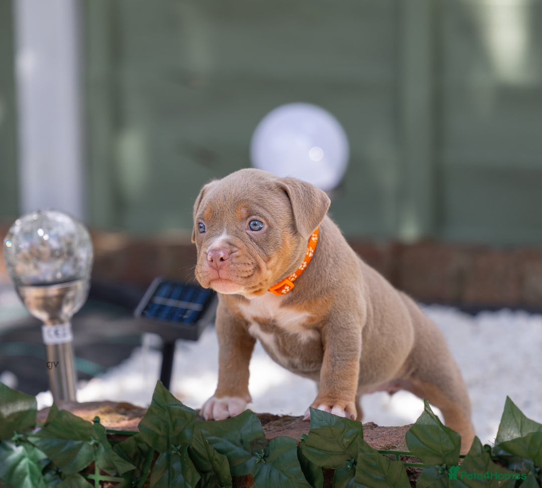 American Bully dogs for sale: American Bully Pocket  - Image 19