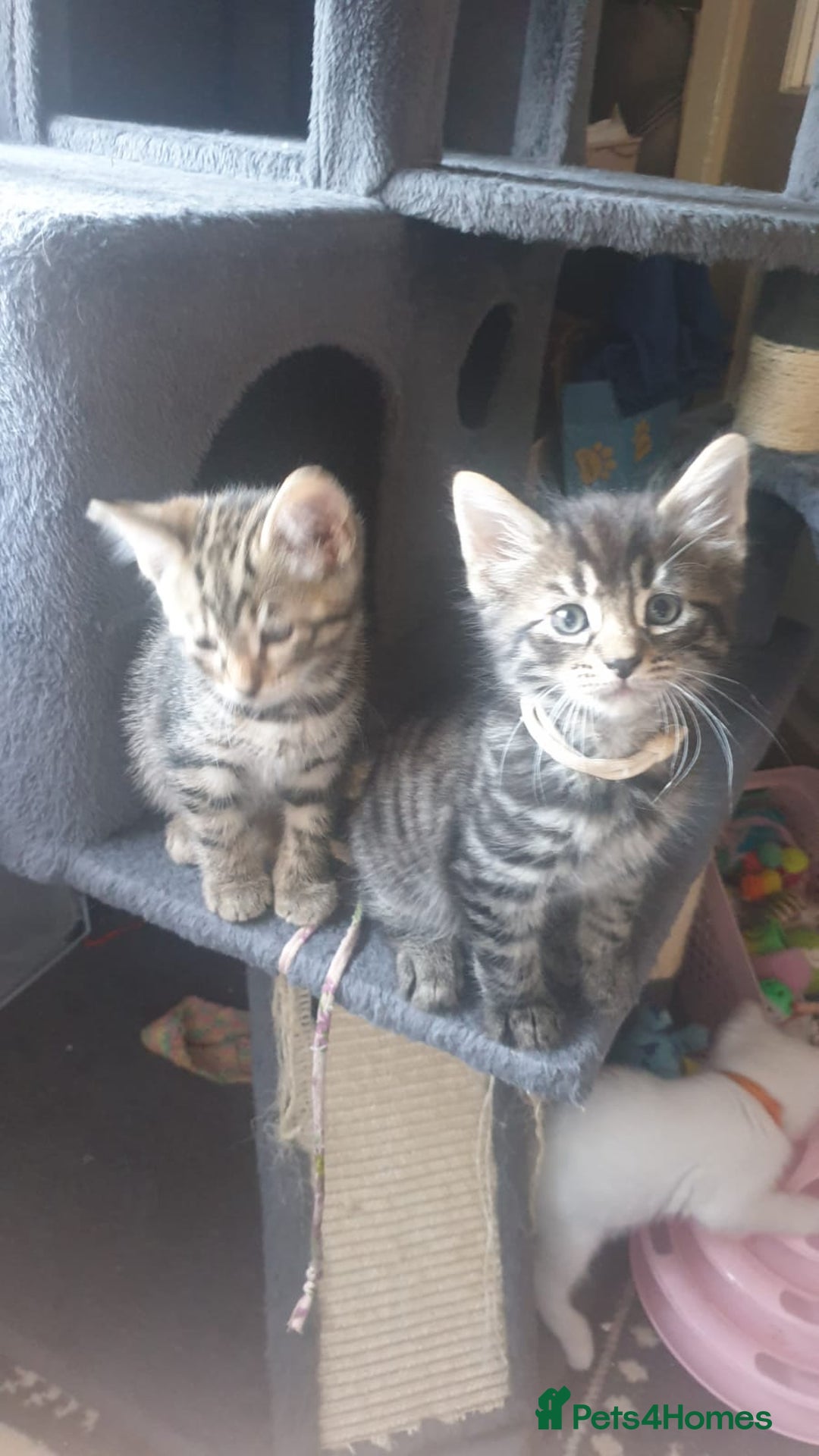 Turkish Angora cats for sale: Turkish angora cross Bengal  - Image 15