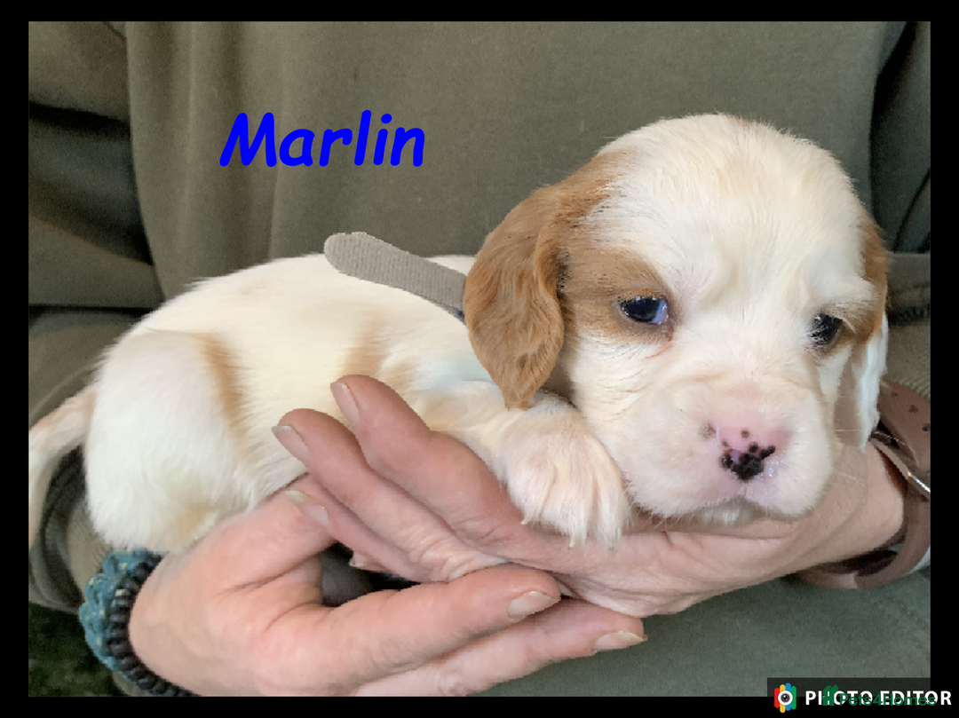 Cockalier dogs for sale: Beautiful Cockalier Pups – Loving Homes Await - Advert 32