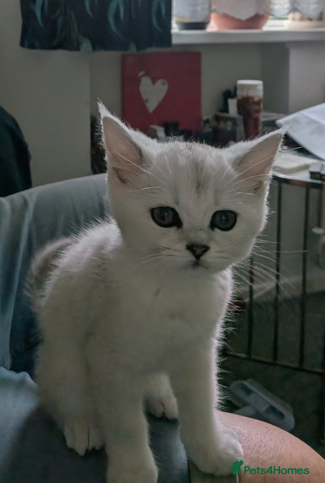British Shorthair cats for sale: Beautiful 5 kittens  - Image 24