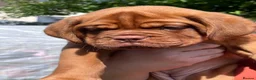 Dogue De Bordeaux dogs for sale: Exceptional KC Dogue de Bordeaux Puppies - Advert 39