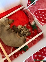 Miniature Dachshund dogs KC reg Miniature Dachshunds available 24thDecember - Advert 2