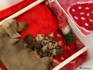 Miniature Dachshund dogs - Advert 1