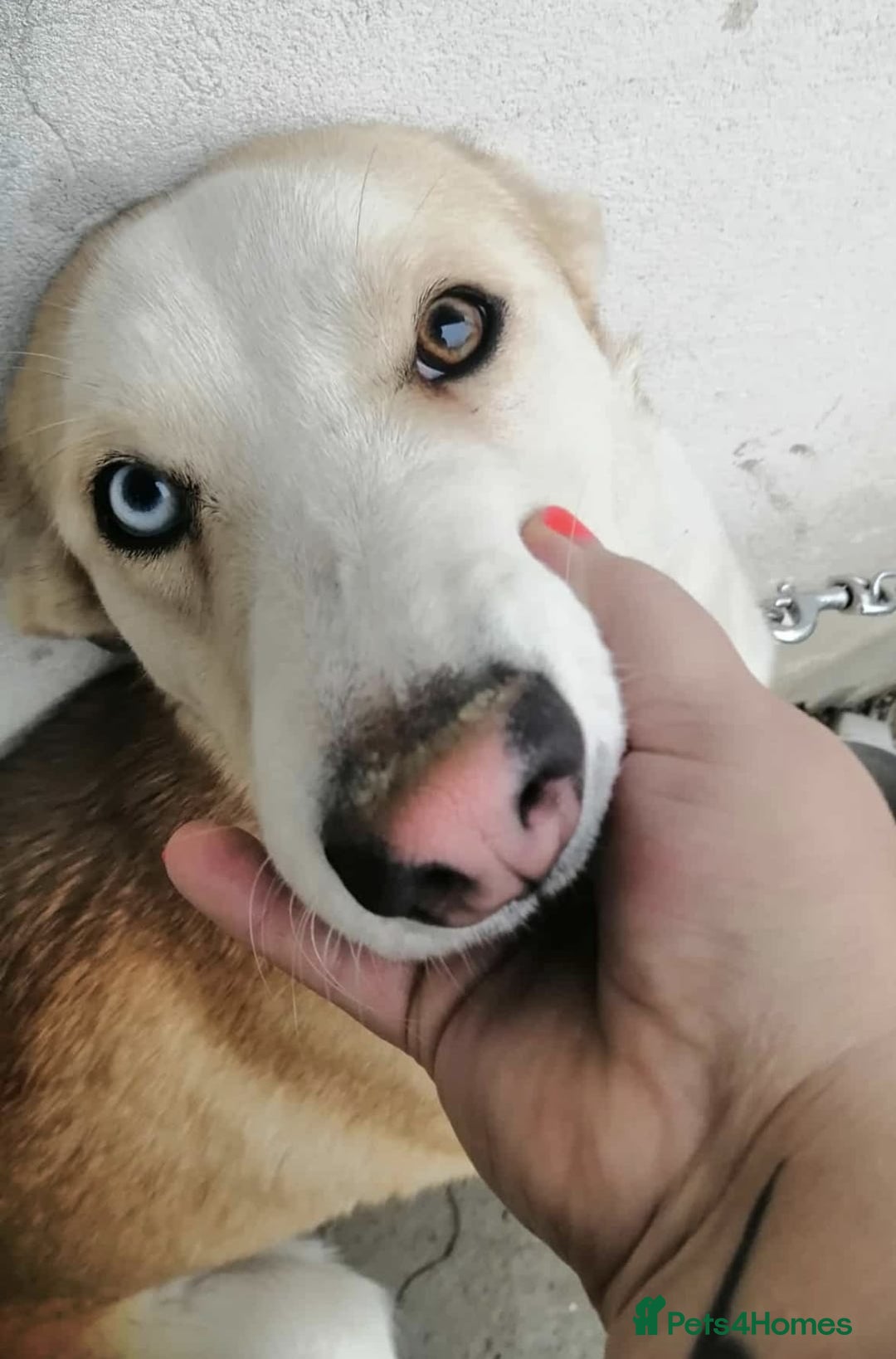 Mixed Breed dogs for adoption: 💖🐶 GLORIA 🐶💖 - Advert 8