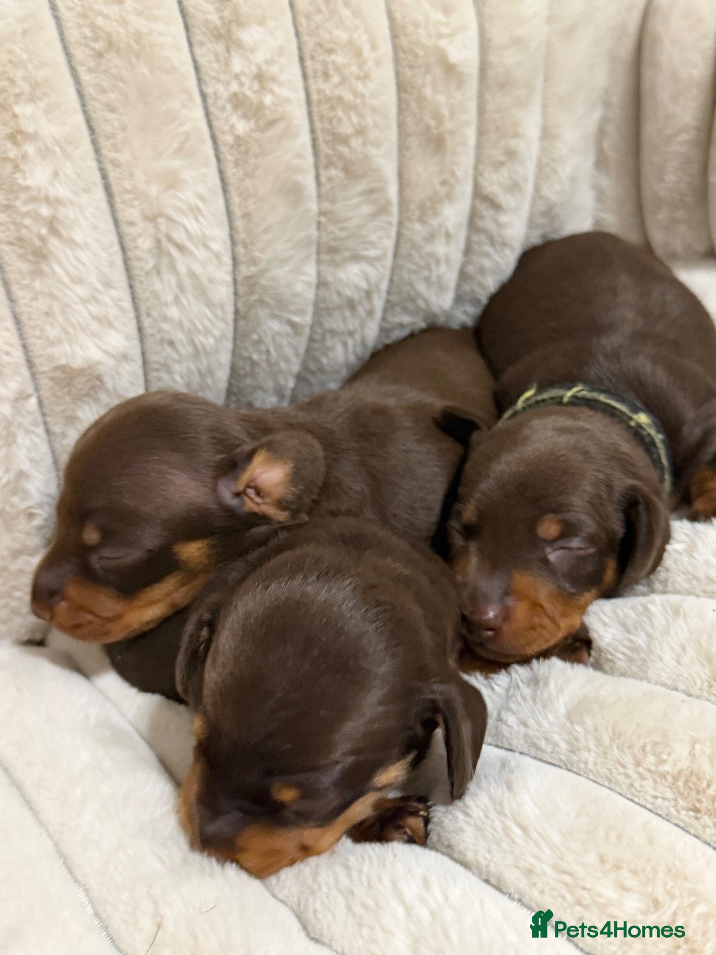 Miniature Dachshund dogs Stunning chocolate and tan puppies 🐾 - Advert 3