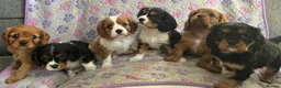 Cavalier King Charles Spaniel dogs for sale: Cavalier King Charles spaniel puppies❤️ - Advert 13