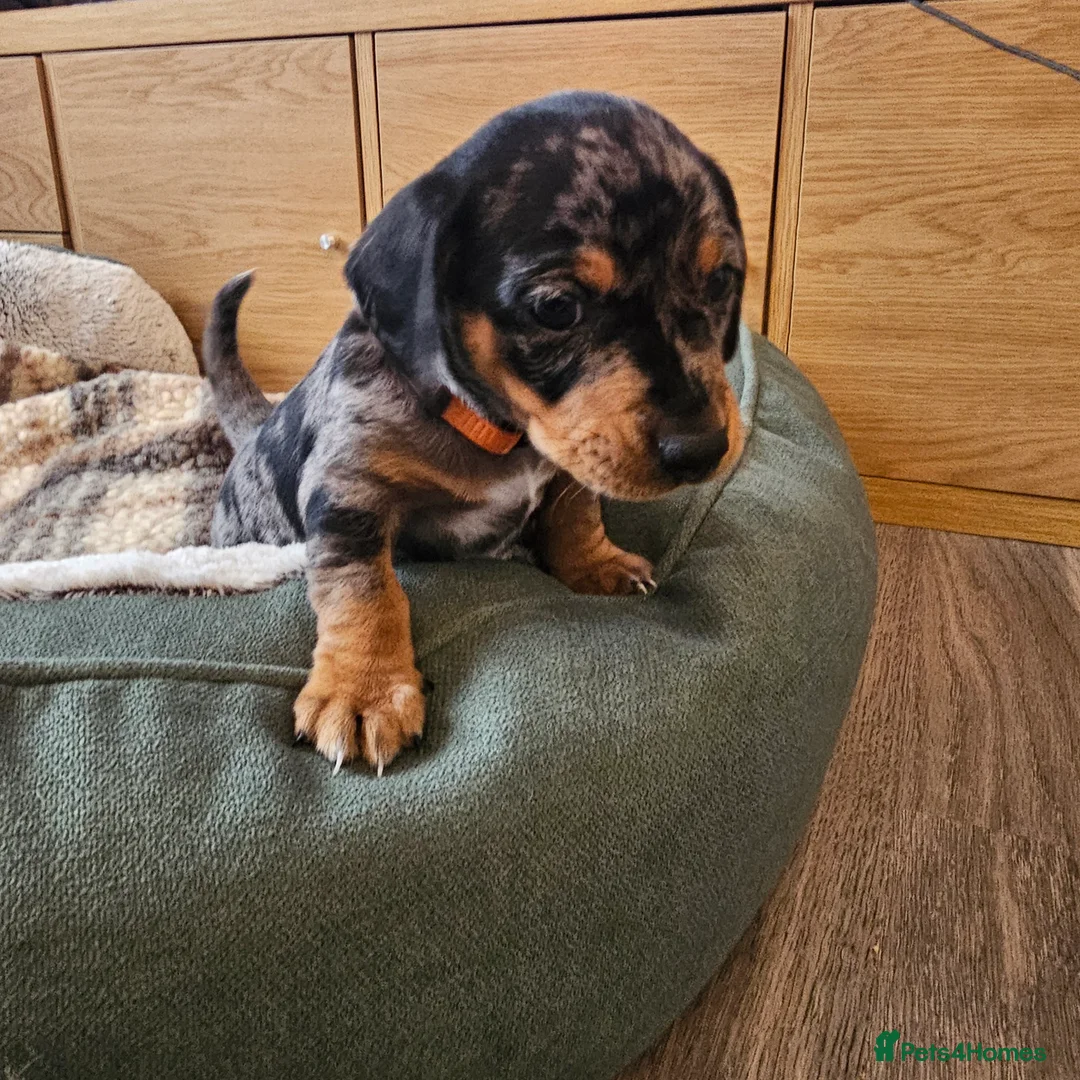 Jackshund dogs for sale: A stunning Jack Russell Terrier and Dachshund mix. - Advert 21