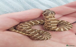 Snake reptiles for sale: Western Hognose CB25 babies  - Image 12