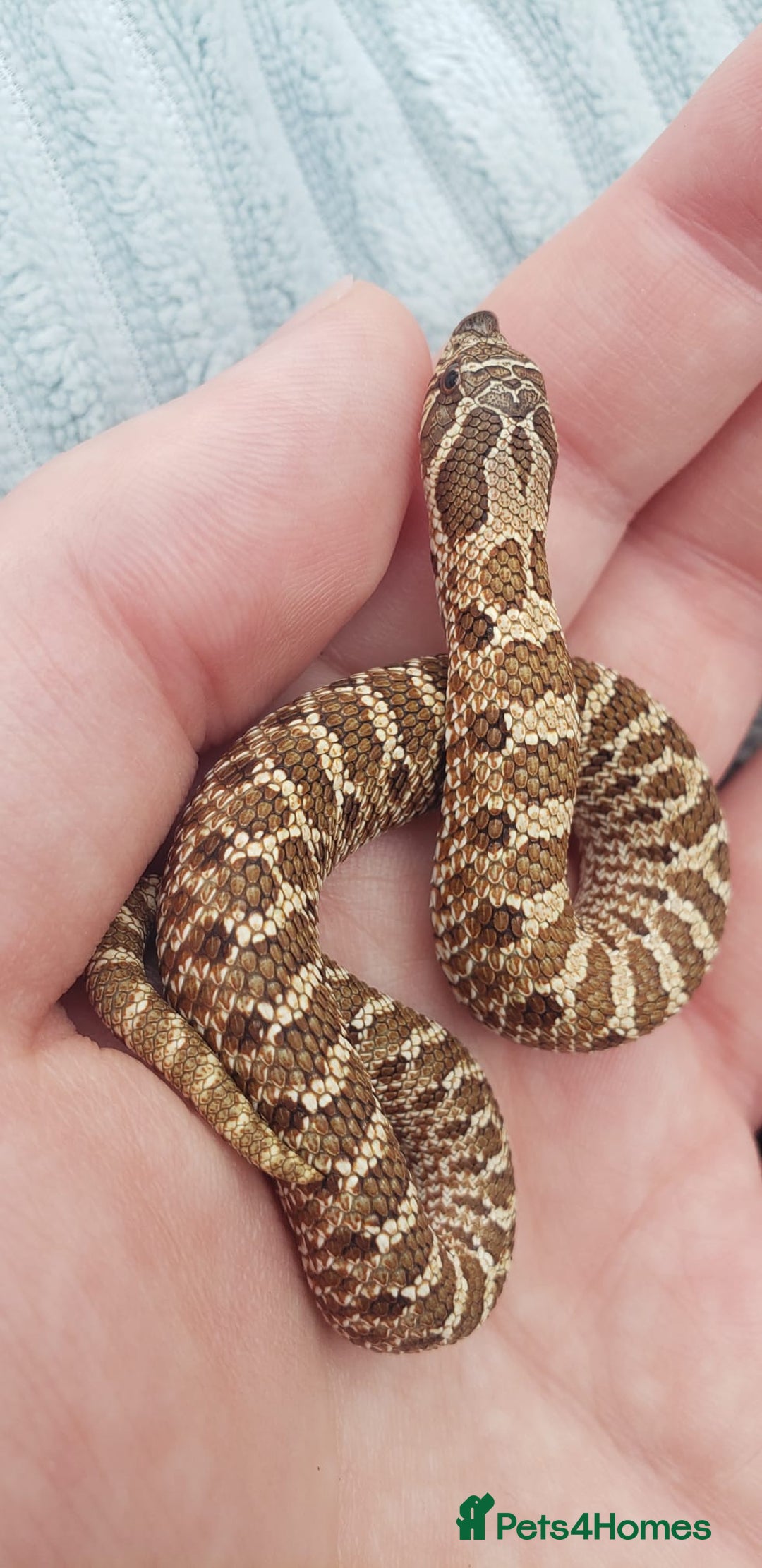 Snake reptiles for sale: Western Hognose CB25 babies  - Image 12