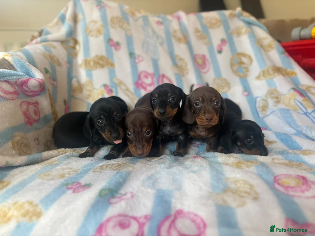 Miniature Dachshund dogs for sale: Adorable miniature dachshund puppies - Advert 6