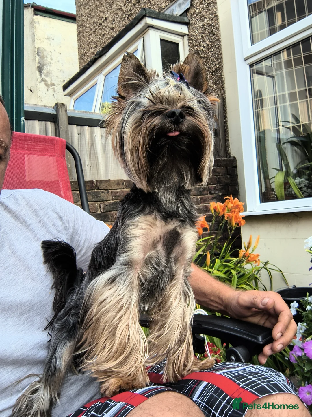 Yorkshire Terrier dogs for stud: MINI YORKSHIRE TERRIER FOR STUD - Advert 2