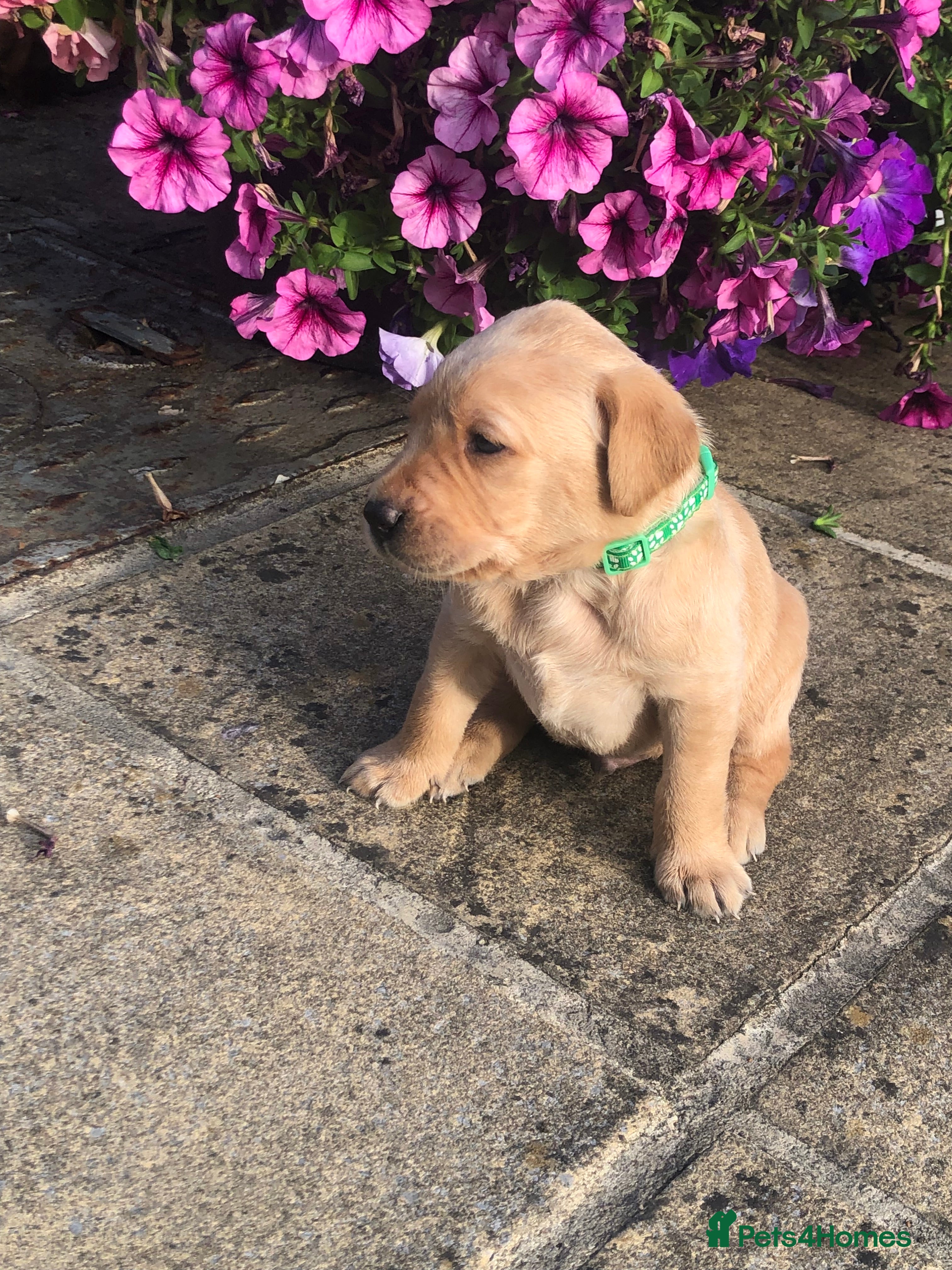 Labrador Retriever dogs 6 adorable Labrador puppies 🐶🩷💙 - Advert 2