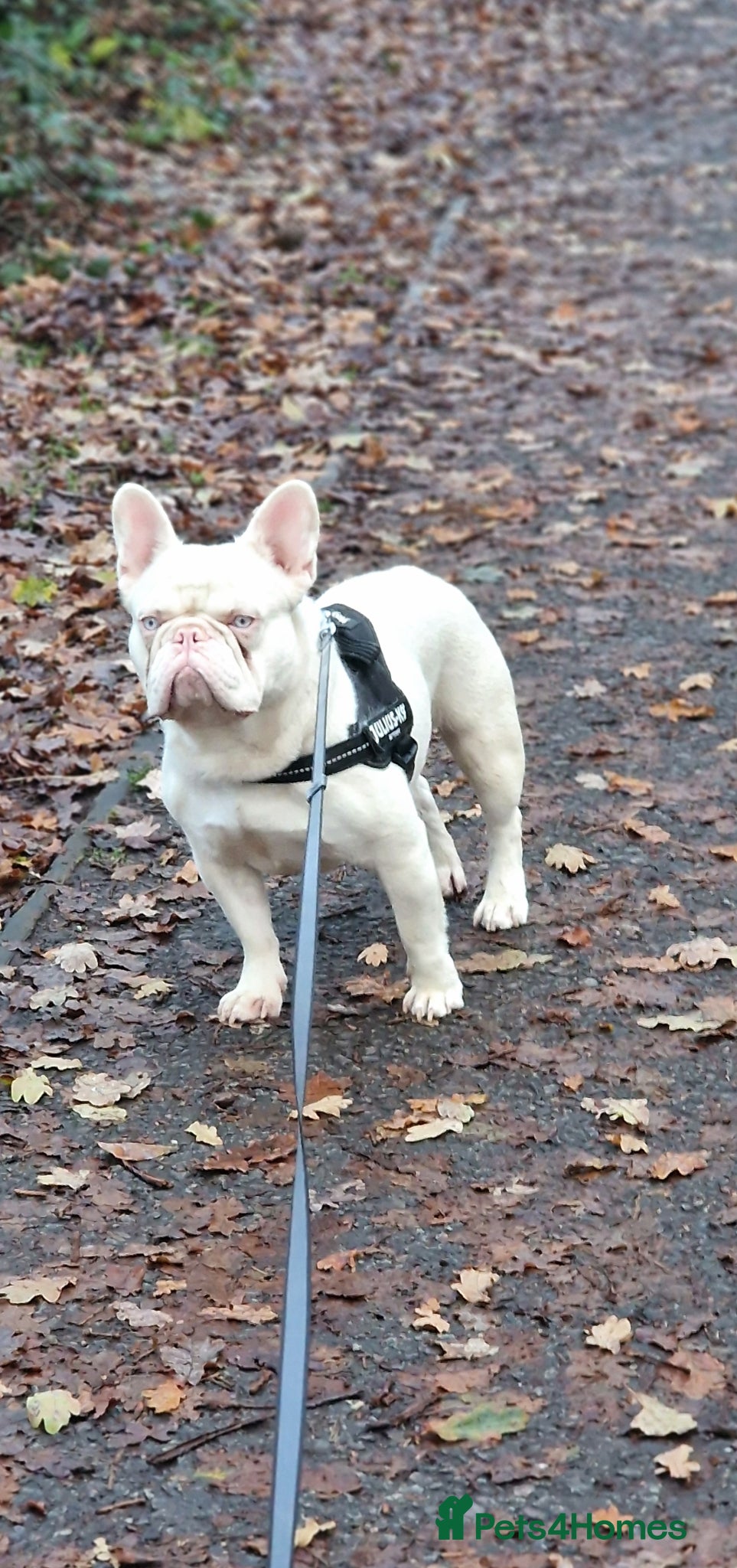 French Bulldog dogs 2 year old French bulldog - Advert 1