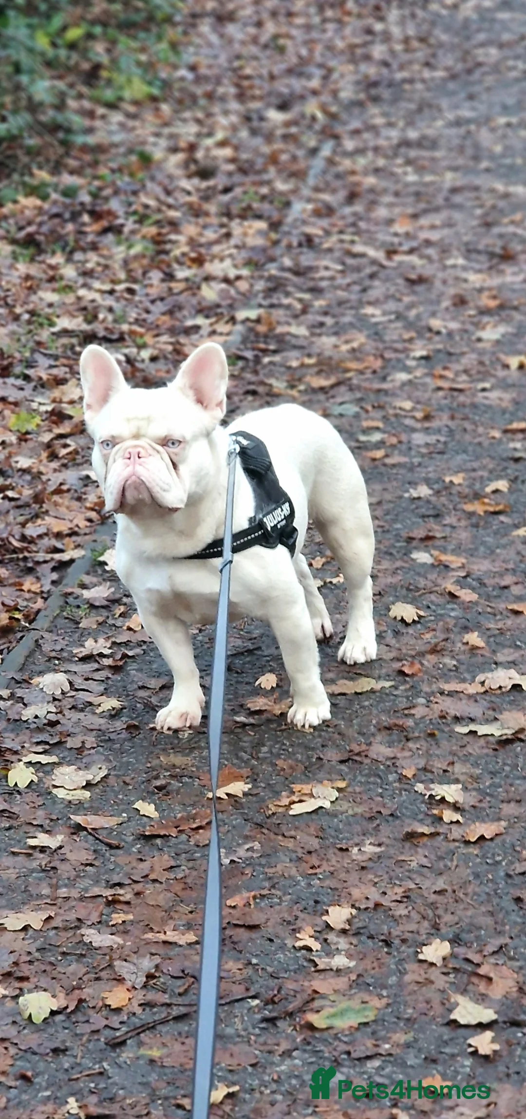 French Bulldog dogs for sale: 2 year old French bulldog - Advert 1