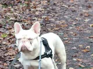 French Bulldog dogs 2 year old French bulldog - Advert 1