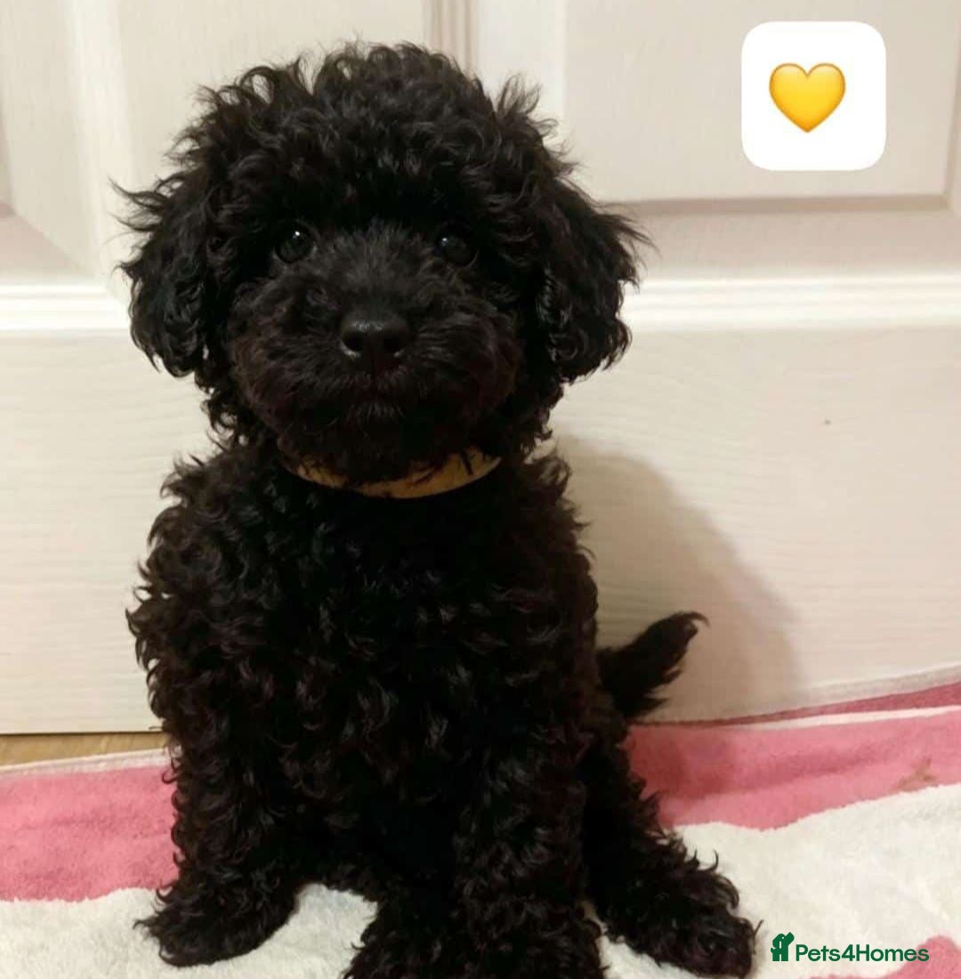Toy Poodle dogs 🥰🩷🏡Ready to leave 🏡🩷🥰 - Advert 5