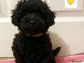 Toy Poodle dogs 🥰🩷🏡Ready to leave 🏡🩷🥰 - Advert 5