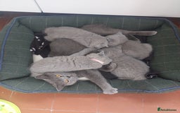 British Shorthair cats for sale: Pedigree British short hair kittens for sale  - Image 6