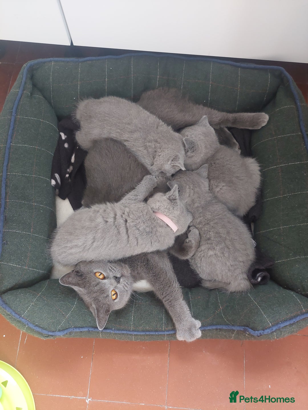 British Shorthair cats for sale: Pedigree British short hair kittens for sale  - Image 6