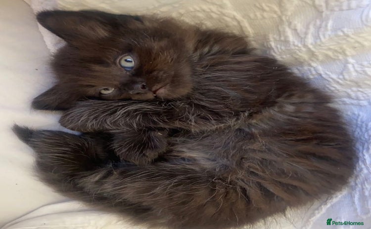 Mixed Breed cats - Advert 1