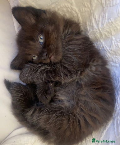 Mixed Breed cats - Advert 1