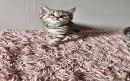 Mixed Breed cats for sale: 6 Beautiful Kittens British Shorthair Calico Cross - Image 12