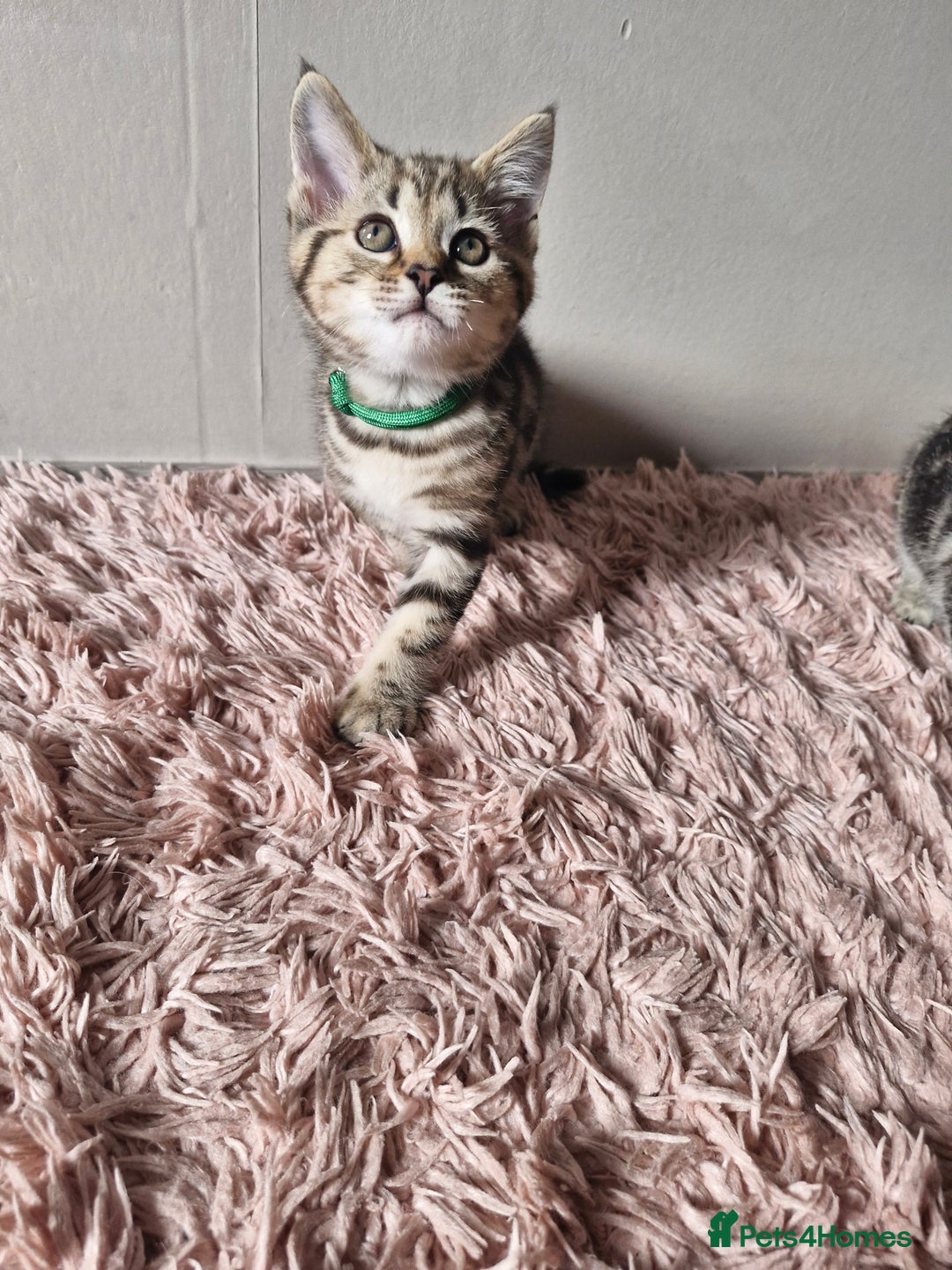 Mixed Breed cats for sale: 6 Beautiful Kittens British Shorthair Calico Cross - Image 12